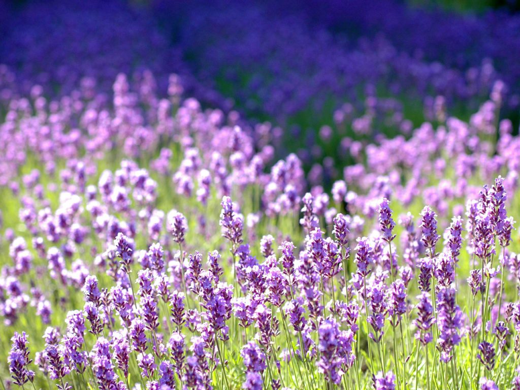 Lawenda 'Provence stwarza namiastkę Prowansji w ogrodzie