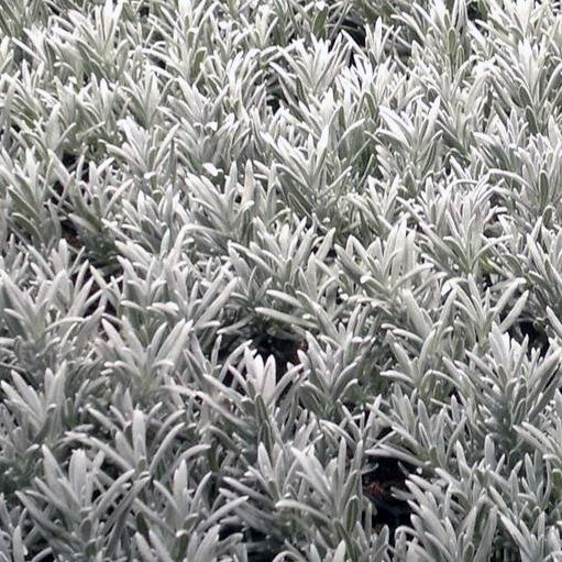 Lawenda silver mist posiada piękne szare liście