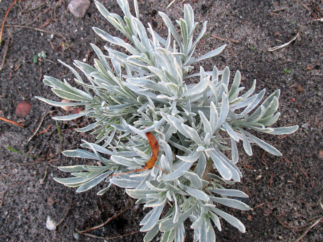 Lawenda "Silver Edge" dwukolorowa odmiana
